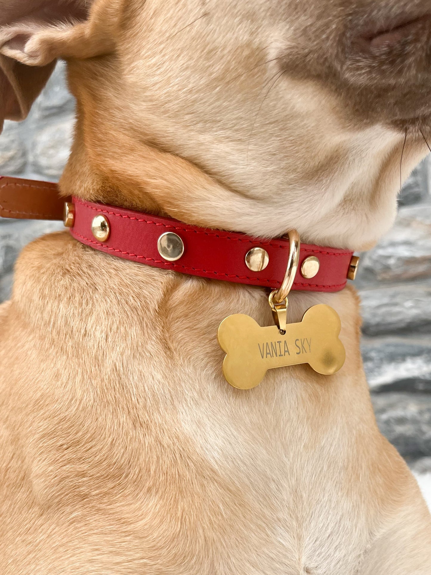 COLLAR Rojo + PLACA